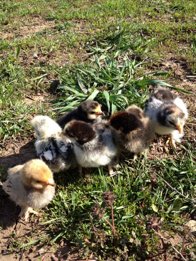 Sunday was such a beautiful day that the Bantams were able to have their first outing, until the wind came up and blew them around the yard!
