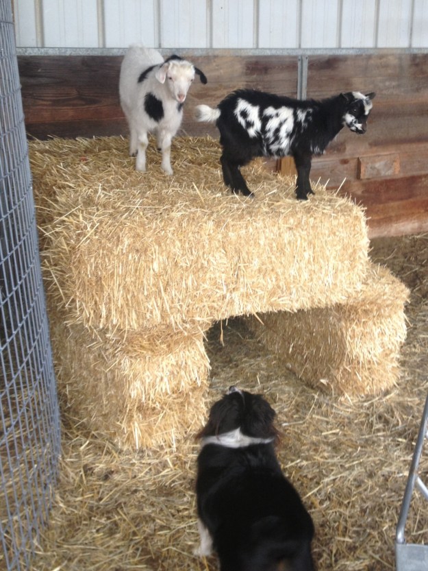 Wylie, William and Bill (Nigerian Dwarf goat)