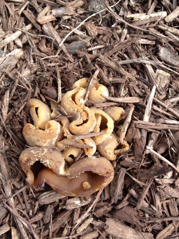 I found these mushrooms in the mulch. I don't know what they are. Can anyone identify them. I wished they were morels.