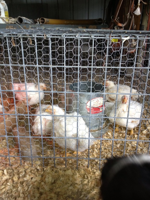 These are our meat birds. I can't believe how fast they grow. R is busy getting the WhizBang chicken plucker finished up. I hope they get the coop built soon so they can't enjoy a few days/weeks in their new home, before they take a ride in he WhizBang.