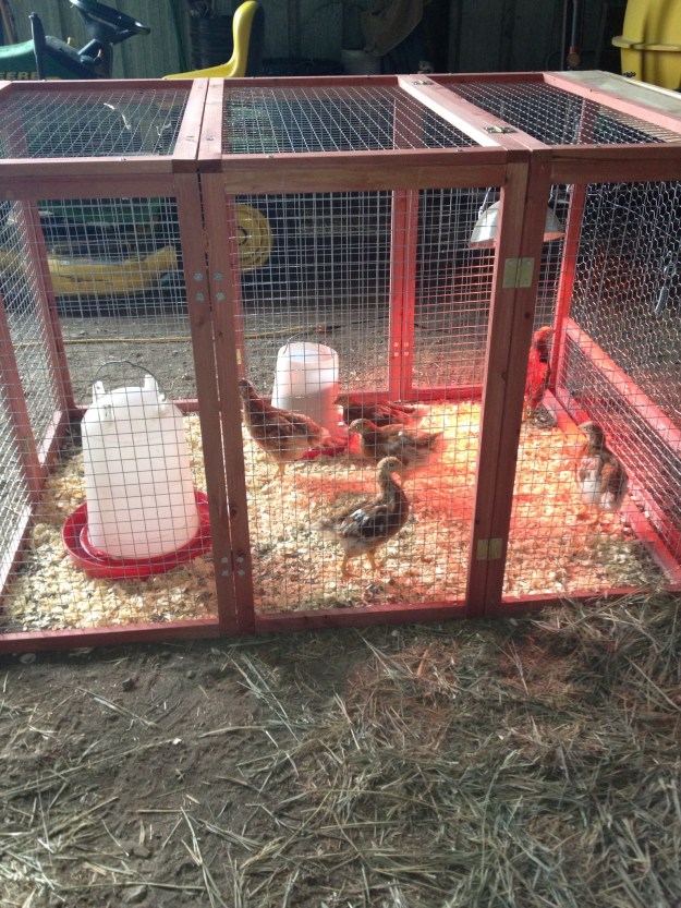 Our Reds are the same age as the meat birds, 5 weeks old. They are a very docile breed and like attention.