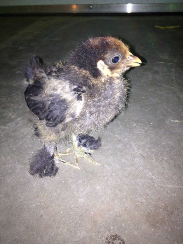 This is one of the 6 Bantams. They are 2 weeks old now. Such a big attitude for little bird. We also have 7 Buffs that are the same age.