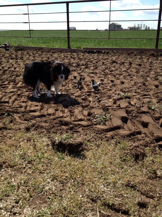 Wylie showing a couple of the Bantams their new home.