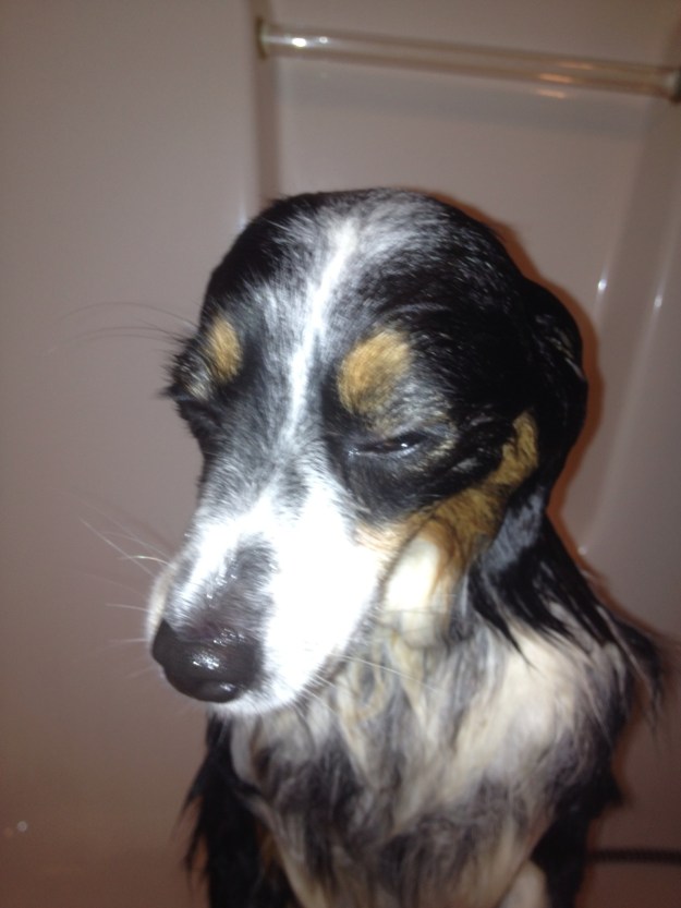 Although he doesn't enjoy his bath.....