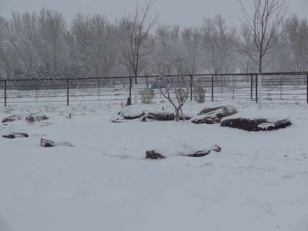 If you look really close you will see a Robin, looking for Spring!