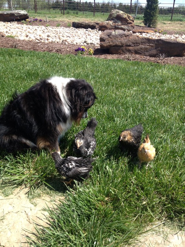 Wylie keeping watch over his Bantams