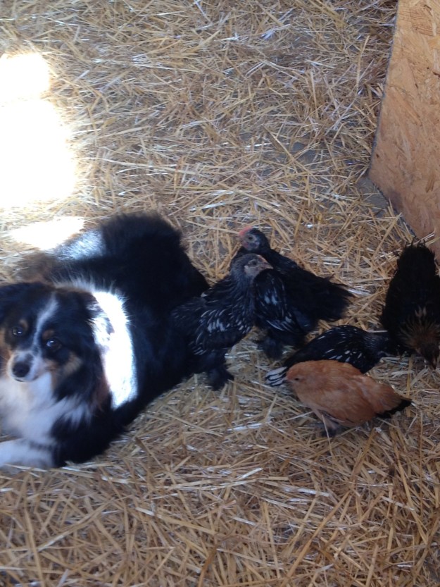 Wylie keeps his flock together.