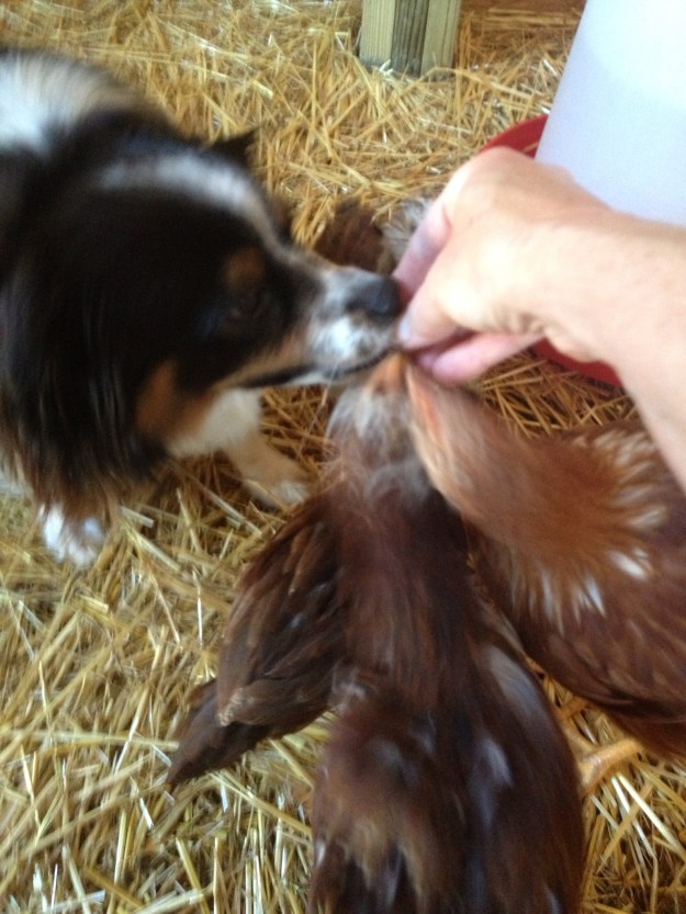 Wylie enjoys when it's treat time for the chickens. I didn't know he liked lettuce! All of the chickens will take the treats from my hand. The chickens (not Wylie) especially enjoy meal worms and the earthworms.