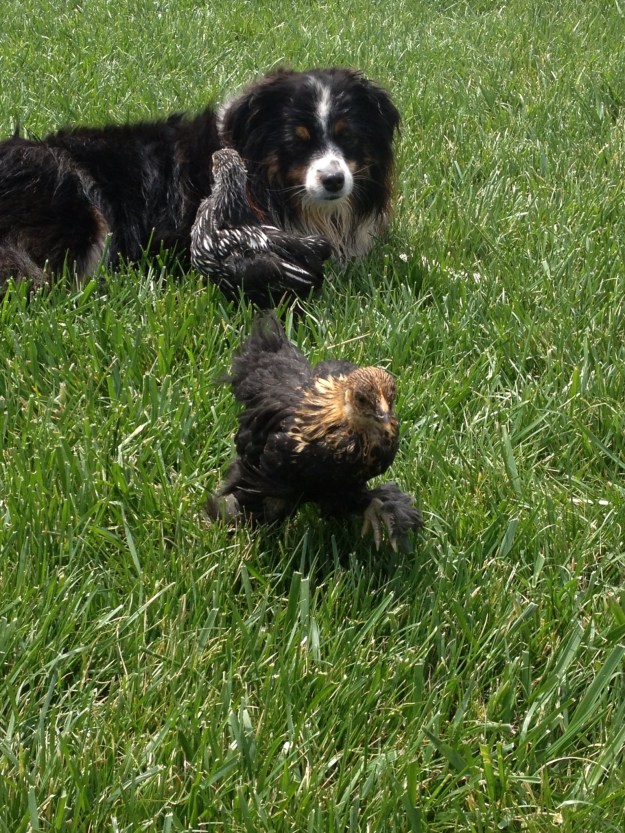 The crew building the fence for the coop will be here next week. The bantams are the only ones that I let free range. Wylie keeps a close watch over them.
