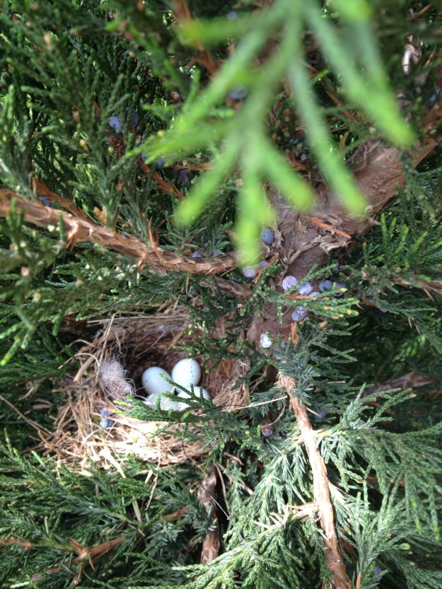 I have been watching a pair of House Finches building a nest in the evergreen just outside the window in the great room. How exciting to see that there are 4 eggs in it.
