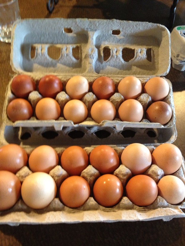 Our neighbors chickens are really producing some beautiful eggs. I can't wait for our hens to start laying. Some of these eggs are almost the size of goose eggs. Love fresh eggs!