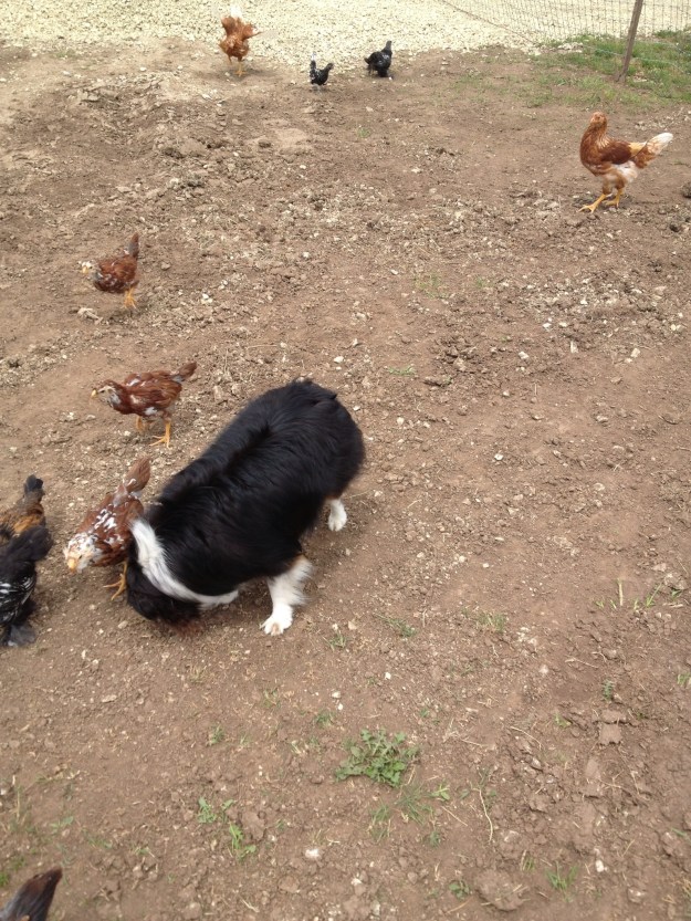 The little chicks are really growing up! They are enjoying being out in their temporary yard.