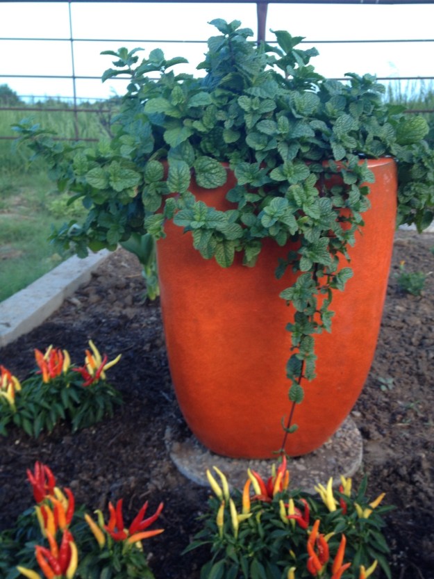 I love mint, but it is too invasive to plant in the garden. This year I put my mojito mint in this beautiful orange ceramic pot. Mojitos are my favorite summer drink, looks like with all this mint, I will have LOTS of mojitos! I planted the colorful ornamental peppers and a yellow canna to further accent the pot.