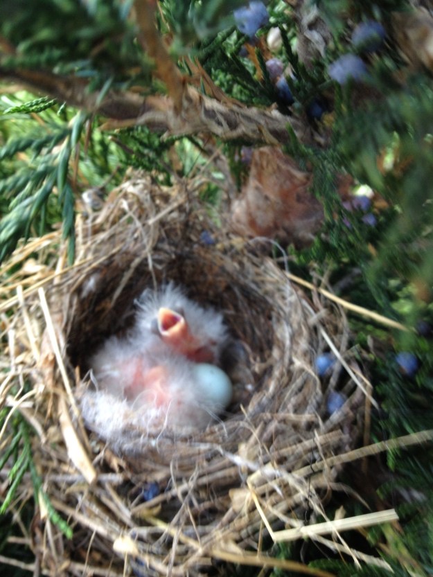 The baby House finches are hatching. They look like little fluffy dandelions. A couple of days ago we had a storm with 60 mph winds, and I was so happy that they were able to ride out the storm.