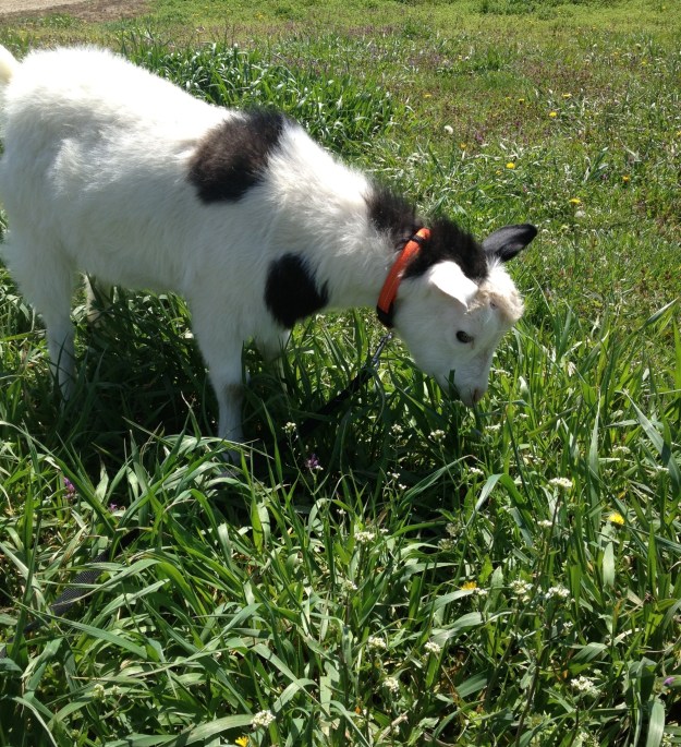 William enjoying being out. I would of had Bill out also, but I can't catch him, he isn't as easy to catch as fainting William.