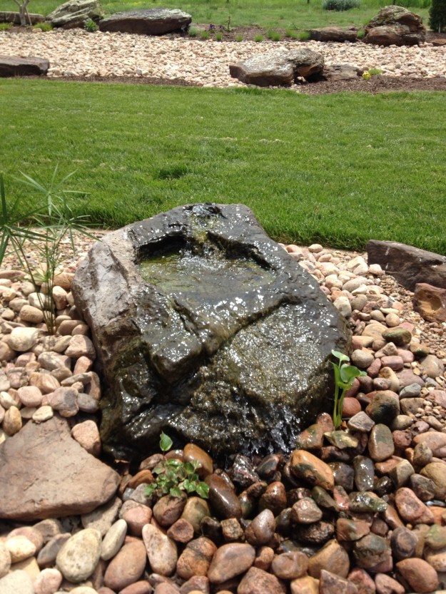 I planted a white water calla lily, a chameleon plant and papyrus around the bubbling rock.