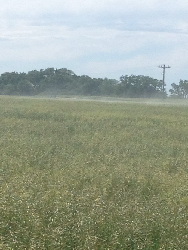 This is not dust. The brome is blooming. Wylie and I were both sneezing taking this photo.