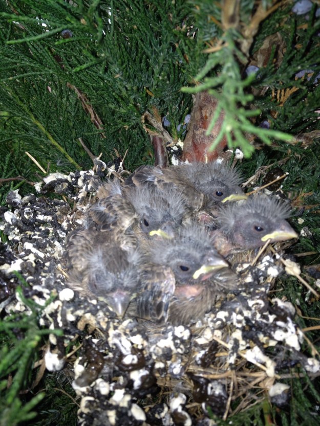 They are almost 2 weeks old and it won't be long before they fly. That will be a good thing, I never knew nor had I given it any thought as to what they do with their waste. A wren and all cavity nesting birds keep their nest very clean by carrying out the fecal sac and depositing it away from the nest. The nesting birds, like House finches, the parent eats the fecal sac for about five days, then after that the chicks deposit the sac on the edge of the nest.