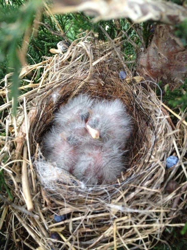 A week later, there were five little birds that looked like a fluffy dandelion. They had survived several severe storms with high winds. I couldn't believe that they weren't blown out of the nest! It's amazing that something so little and fragile could survive.