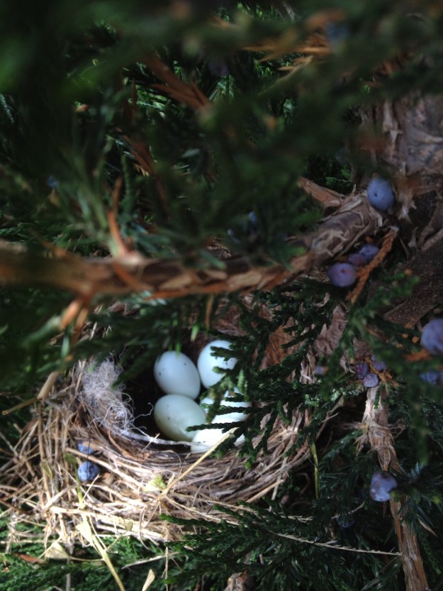 This is how The House finch nest looked when I first discovered it in the evergreen tree in the back yard. Five little eggs in a nest.
