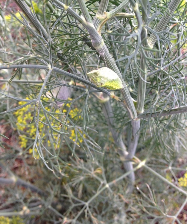 This is what it looks like now. I can't wait to see a monarch butterfly!  They are such amazing little fragile creatures. 