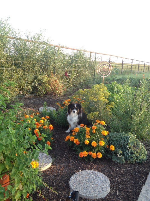 I'm really enjoying the garden this year. The tomatoes are slow in setting on, but when we get some they are so delicious. The cucumbers are doing well, and we are enjoying them with vinegar,sugar and some oil. The basil is really doing great, I put in 7 plants and I have made a lot of pesto. The other night I combined basil, parsley, garlic, Dijon mustard, lemon juice and oil as a marinade for shrimp and grilled them. The beets are almost gone, have pulled all the onions, the peas were wonderful, that season doesn't last long enough, and we are just waiting on the okra. See the dill right behind Wylie, that was where the rescued caterpillar was relocated. I was so disappointed that I missed seeing it come out of its cocoon.