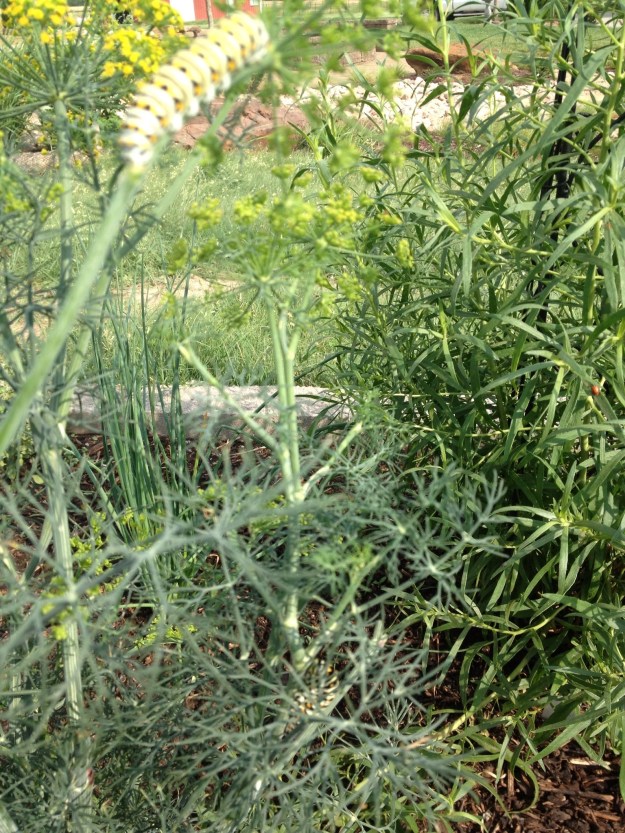 Most people rescue dogs, cats, horses, even chickens, ferrets, the list sadly goes on and on.  I haven't heard of very many caterpillar rescues, but that is what I was involved in the other day. I had gone to visit my aunt and we were out looking at her fennel.  It was a big plant that was a couple years old , but it had quite a few caterpillars on it and they were feeding heavily.  She wanted the fennel more than the caterpillars so we put them in containers along with some roly polys that the grandkids  wanted to move to a new home too.  I was more than happy to bring the caterpillars to my garden as I had planted dill and butterfly milkweed, just in hopes of attracting monarchs!  