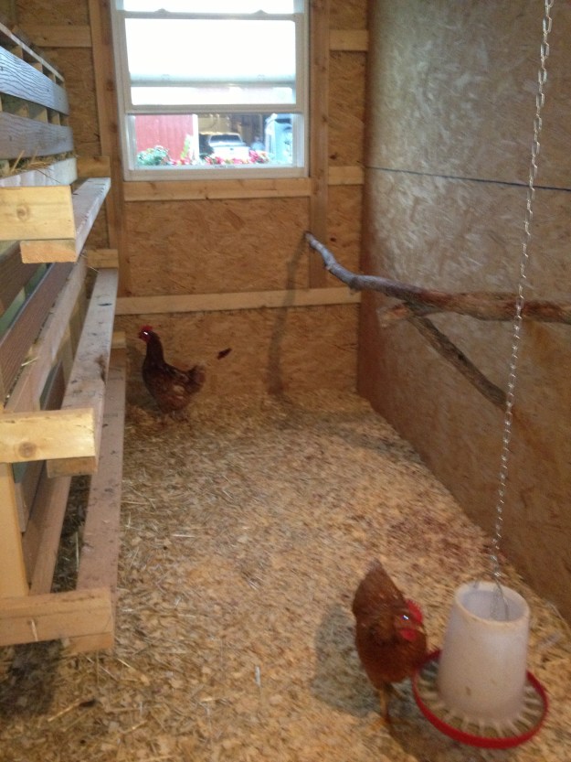 Another pine roost and the nesting boxes. I have a whole wall full of boxes, but we only have 3 open as you only need 1 box per 5 birds. Blocking them off keeps the chickens out of them, so I don't have to clean them up!