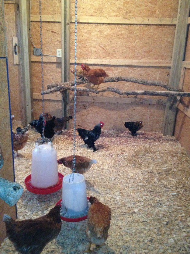 I have a lot of help, or maybe they are inspecting the coop to see that I am doing a good job. I love the pine roost that Jack, my interior coop designer built for them.