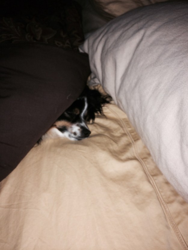 Someone heard what the forecast for today was and didn't want to get up.