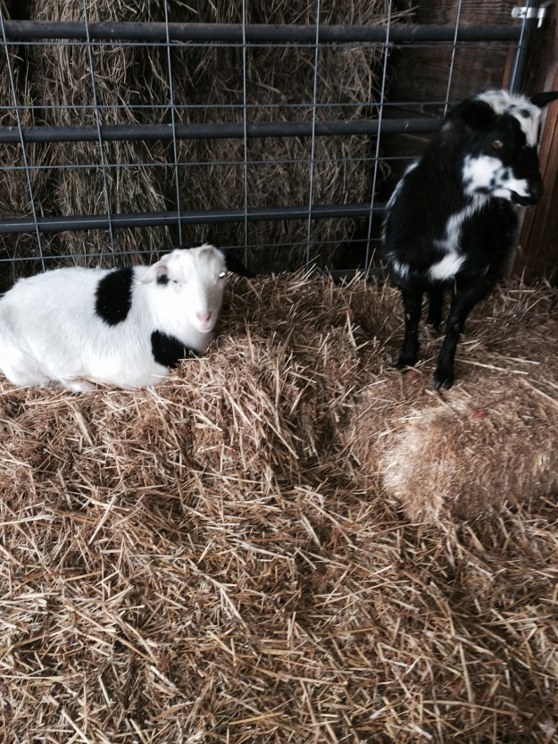 William and Bill are warm and dry waiting for breakfast.