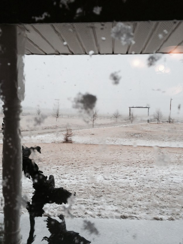 The snowflakes are so big and beautiful, but it is awful windy. This is the view I like-inside looking out.