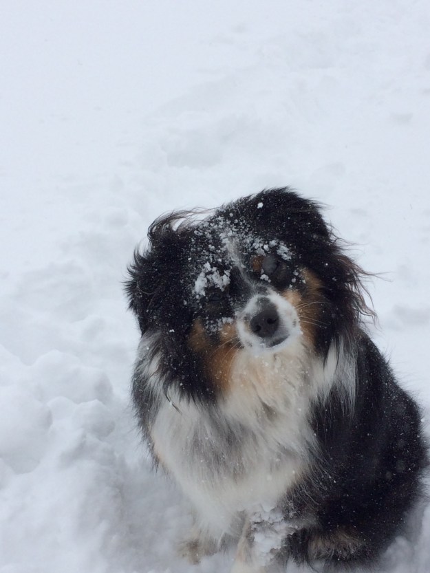 Wylie, the snow was deeper than he is and if there wasn't a path to follow he had to be carried.  His little feet get so cold that he will just stop, sit and raise his paw, that's a sign for me to come back and carry him.